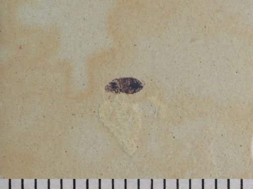 Coleoptera