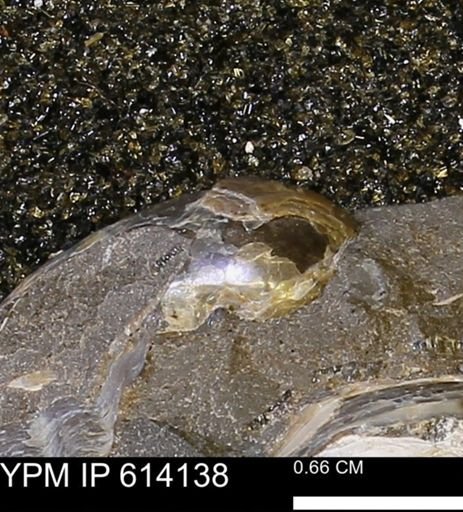 Inoceramus?
