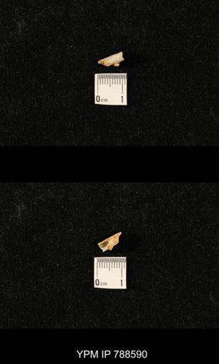 taxon undetermined