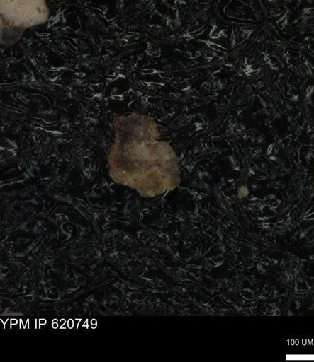 undet. Foraminiferida