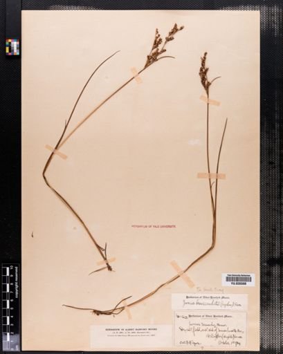 Juncus brevicaudatus