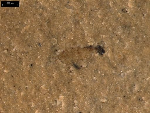 taxon undetermined