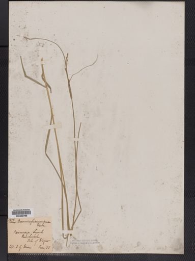 Carex
