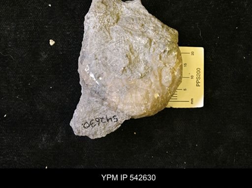 Dolatocrinus sp.