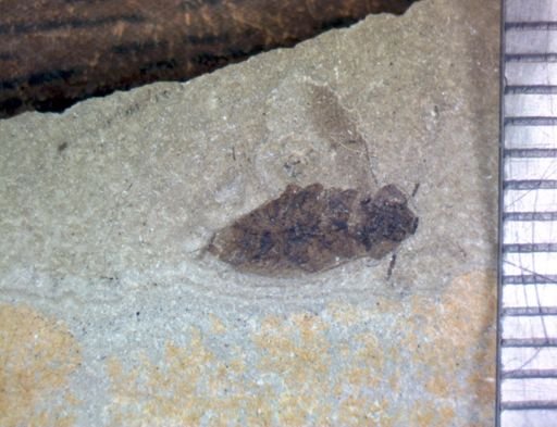 undet. Blattodea