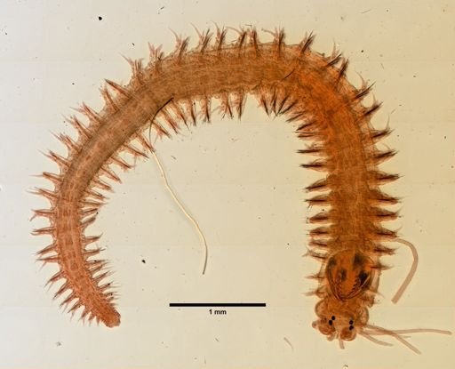 Nereididae