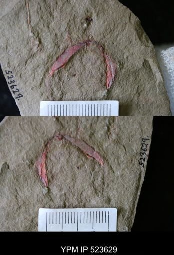 undet. Arthropoda
