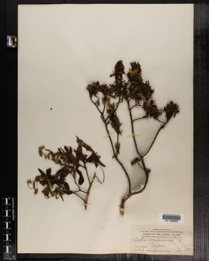 Plantae