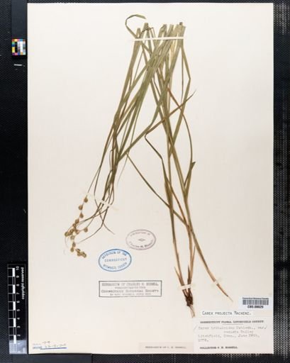 Carex projecta
