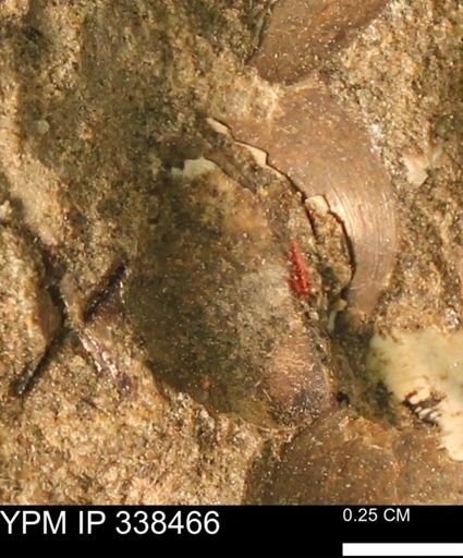 Protocardia subquadrata