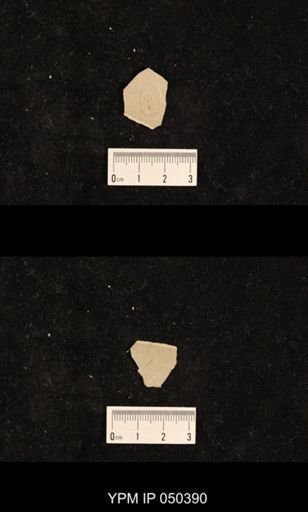 undet. Hexapoda