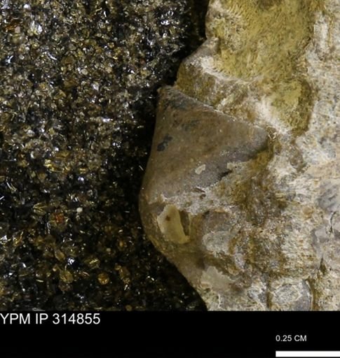 undet. Mollusca