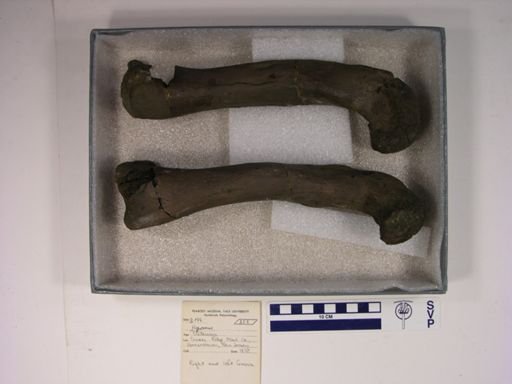 Hyposaurus sp.