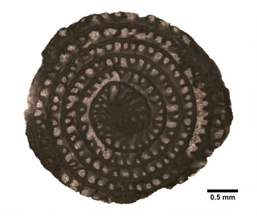 Polydiexodina capitanensis