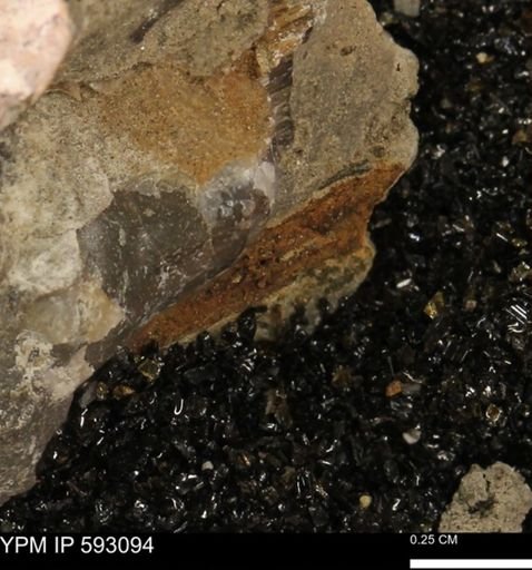 Inoceramus cuneatus