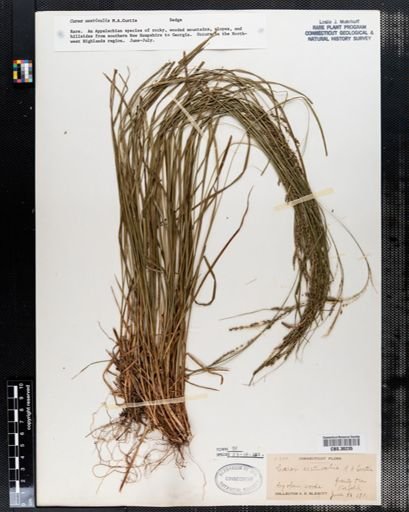Carex aestivalis