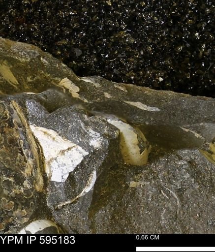 Protocardia sp.