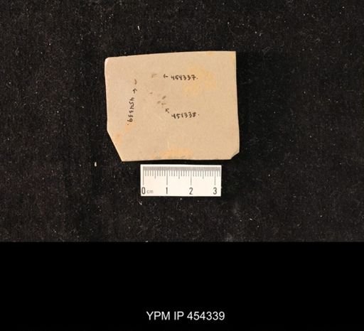 undet. Diptera