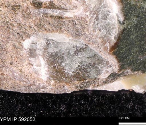Ostrea translucida