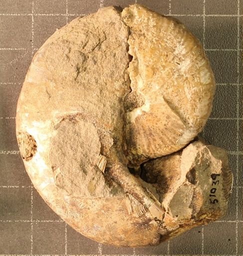 Hoploscaphites nicolletii