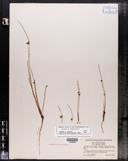 Scirpus smithii