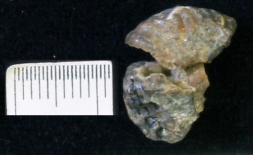 undet. Scaphitidae