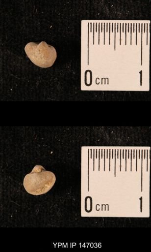 Ambocoelia planoconvexa