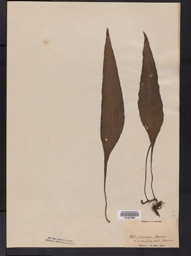 Polypodium