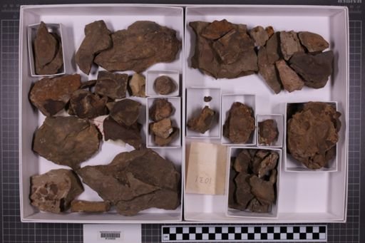 mixed taxa, stratigraphic collection