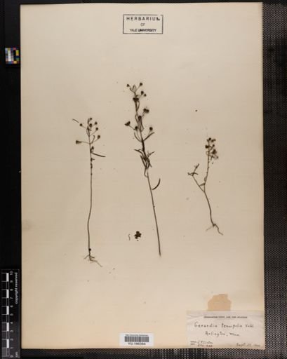 Plantae