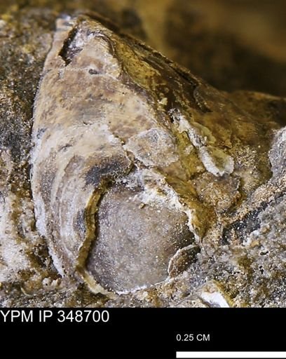 Limopsis striatopunctatus