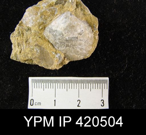 undet. Orthida