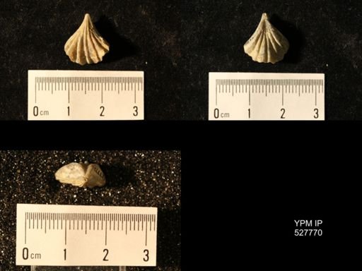 Rhynchotreta cuneata americana