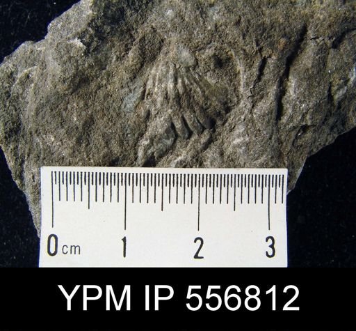 Spirifer cyclopterus