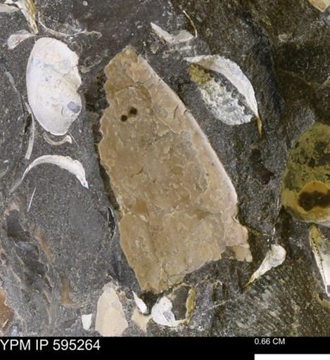 undet. Ammonoidea