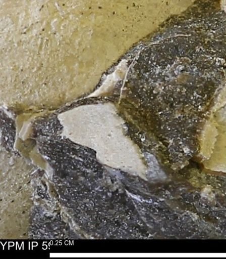 Limopsis striatopunctatus