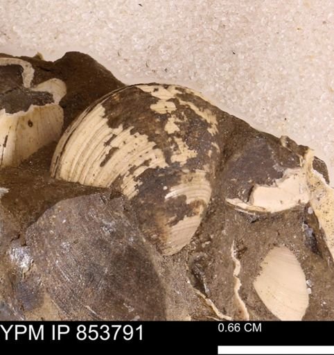 Limopsis striatopunctatus