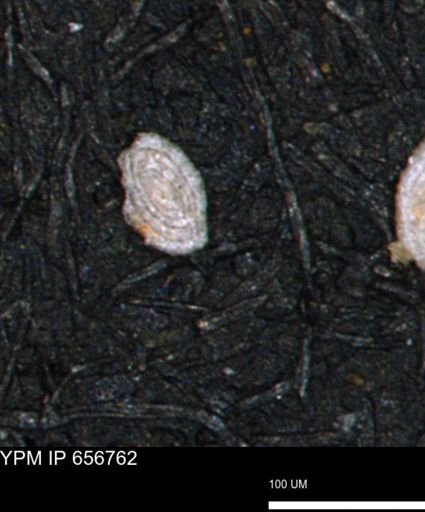 Spirolocammina planula