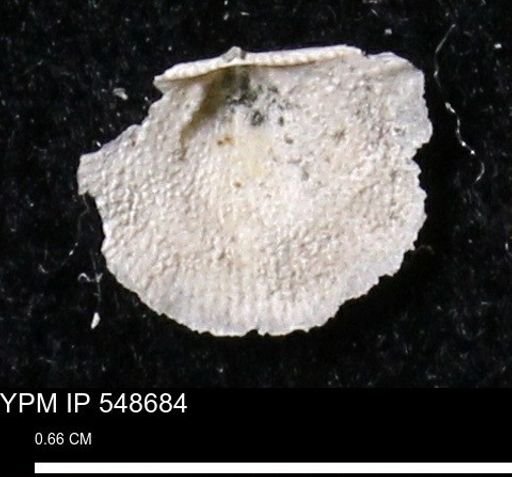 Stropheodonta perplana
