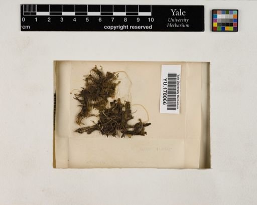 Plantae
