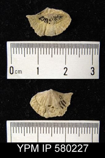 undet. Delthyridoidea