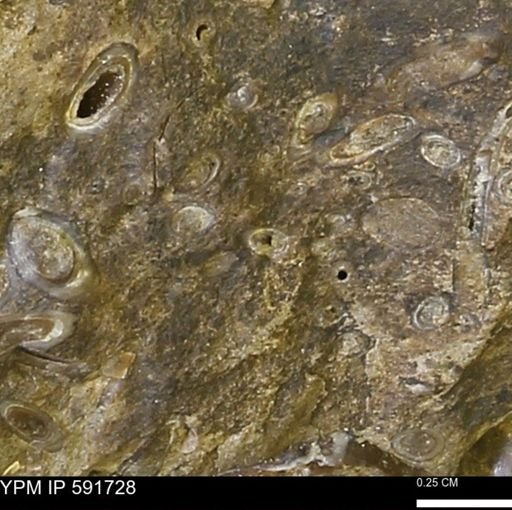 Serpulidae