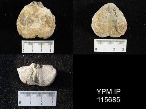 Aulosteges medlicottianus