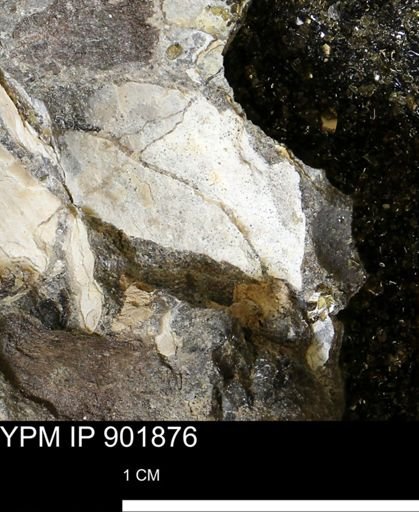 undet. Mollusca