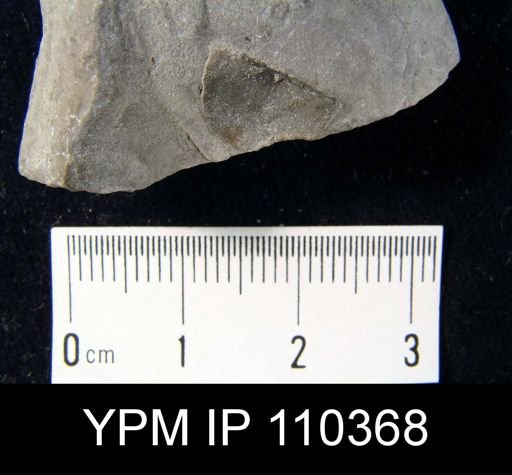 Chonetes primigenius