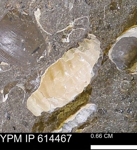 Ammonoidea