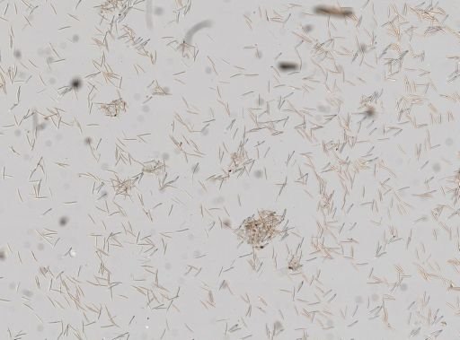 Haliclona sp.