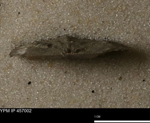 Stropheodonta sp.