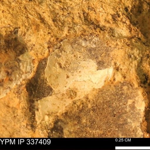 undet. Mollusca