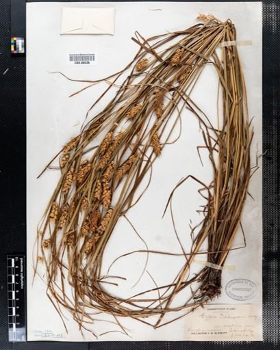 Carex tuckermanii